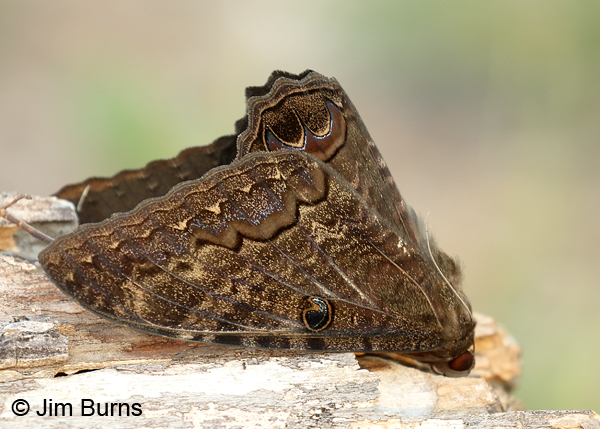 Black Witch Moth male dead on pavement, Texas