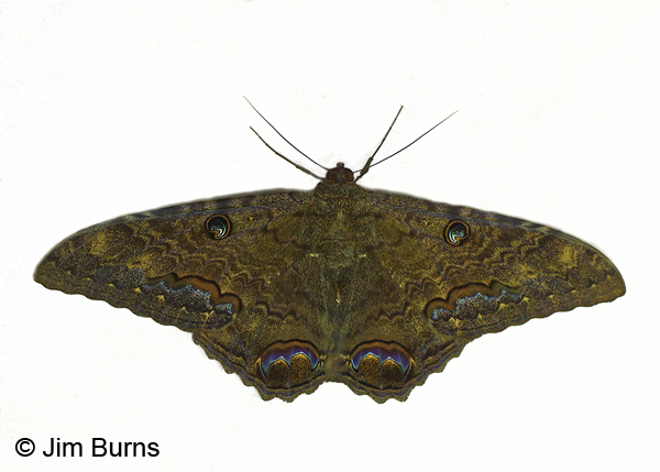 Black Witch Moth male on white, Arizona