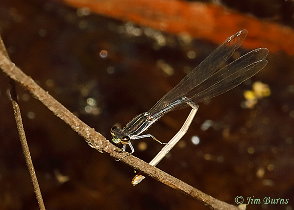 Black-and-White Damsel preparing to oviposit, Santa Cruz Co., AZ, October 2019--7325