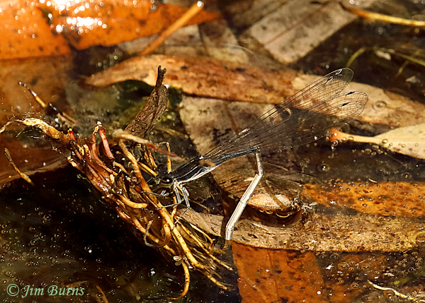Black-and-White Damsel ovipositing, Santa Cruz Co., AZ, October 2019--7330