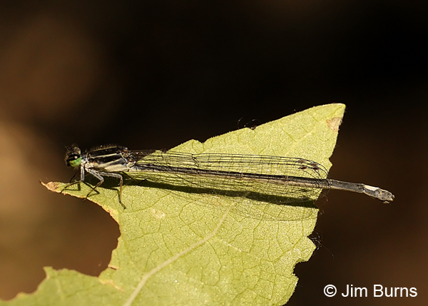 Black-and-white Damsel female on leaf, Cochise Co., AZ, October 2013