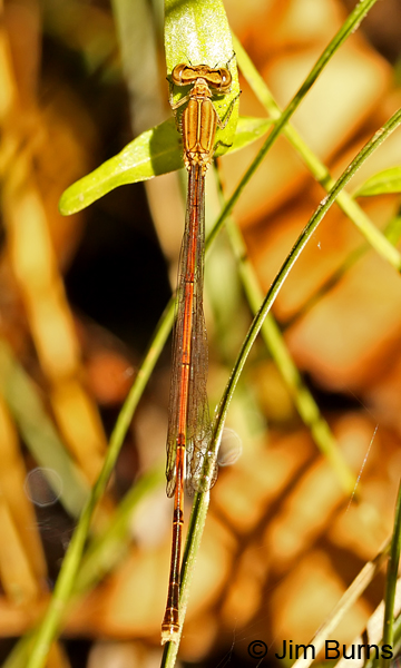 Black-and-white Damsel immature male dorsal view, Cochise Co., Arizona, October 2013