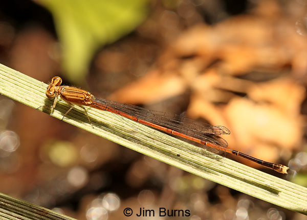 Black-and-white Damsel immature male, Cochise Co., AZ, October 2013