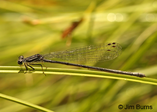 Black-and-white Damsel pruinose female, Santa Cruz Co., AZ, July 2012