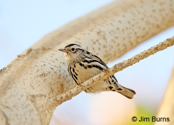 Black-and-white Warbler male ventral view