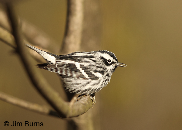 Black-and-white Warbler male