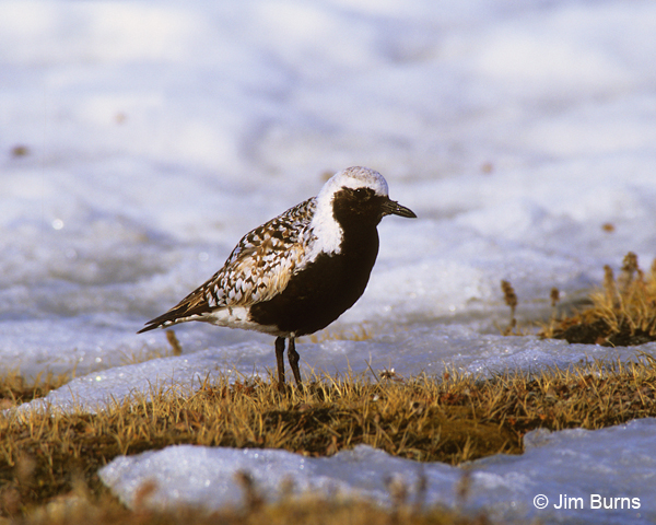 Black-bellied Plover breeding