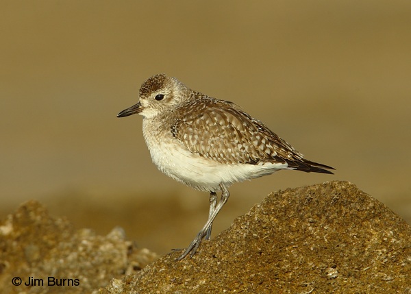 Black-bellied Plover winter