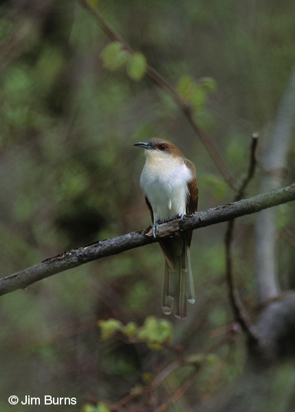 Black-billed Cuckoo