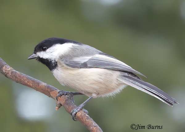 Black-capped Chickadee--6078