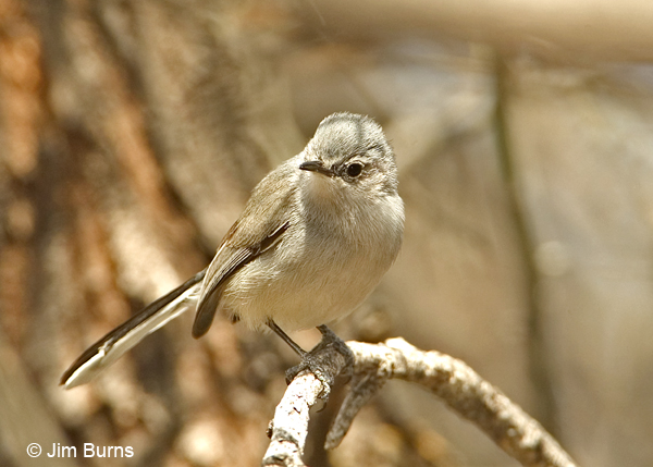 Black-capped Gnatcatcher female