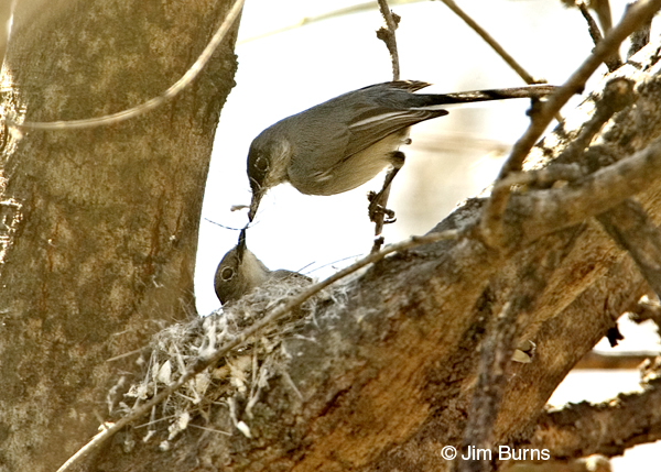 Black-capped Gnatcatchers male bringing nesting material