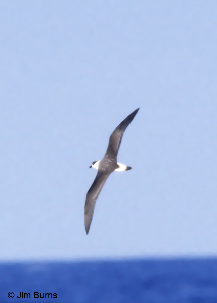 Black-capped Petrel dorsal