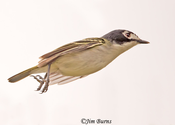 Black-capped Vireo male--0031