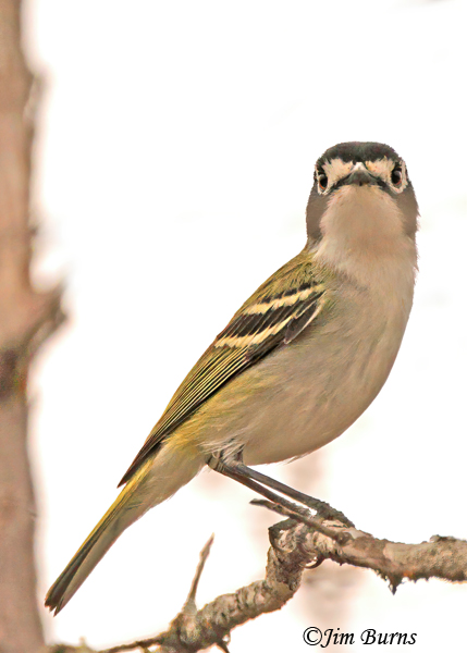 Black-capped Vireo male in sunrise--0047
