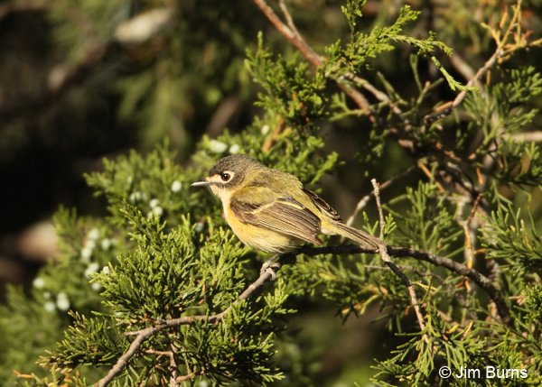 Black-capped Vireo female in cedar