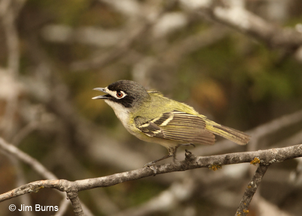 Black-capped Vireo female scolding