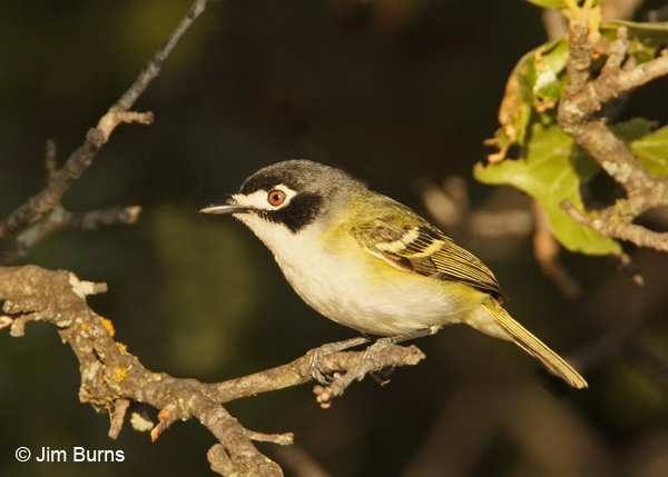 Black-capped Vireo female