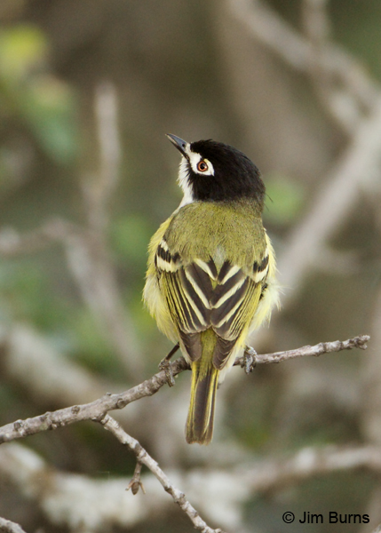 Black-capped Vireo male dorsal view