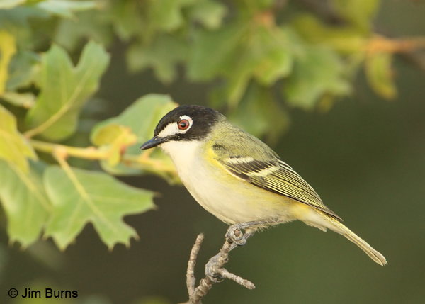 Black-capped Vireo male in sunlight