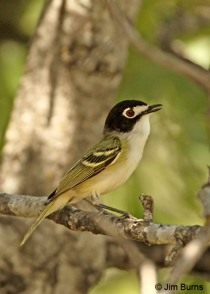 Black-capped Vireo male singing #2
