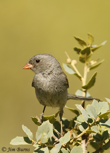 Black-chinned Sparrow female--3138