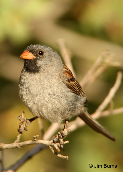 Black-chinned Sparrow male close-up