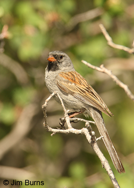 Black-chinned Sparrow