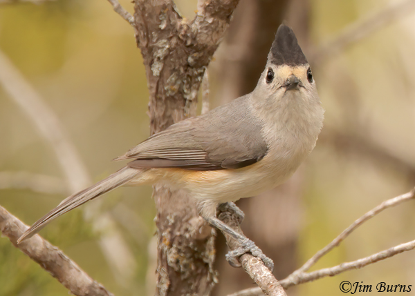 Black-crested Titmouse in habitat #2--0411
