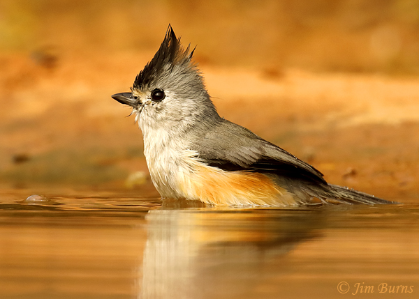 Black-crested Titmouse bathing sequence #1--8533