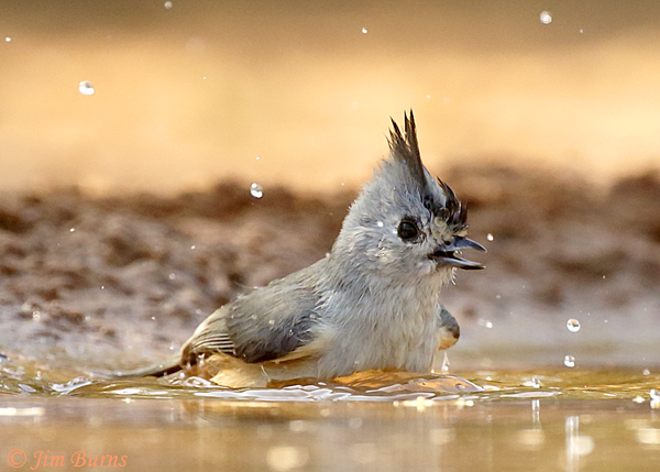Black-crested Titmouse bathing sequence #2--0808