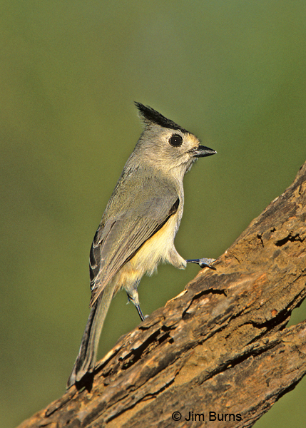 Black-crested Titmouse