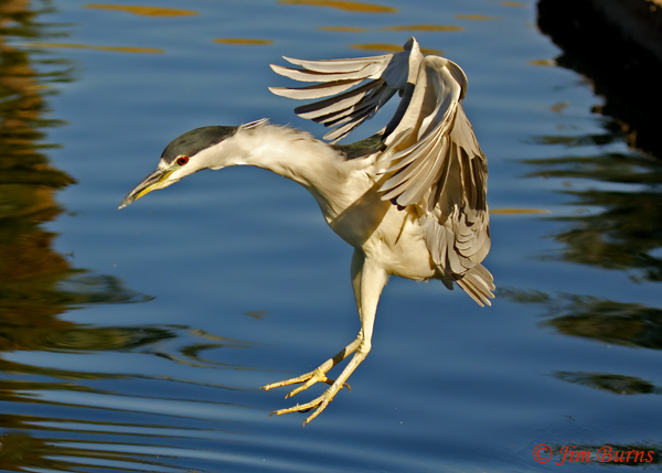 Black-crowned Night--0499