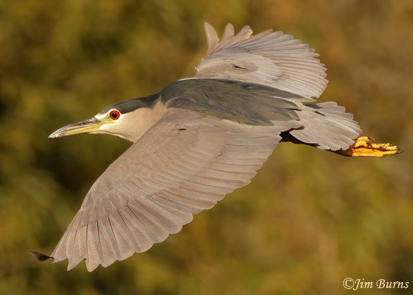 Black-crowned Night in flight below--1089