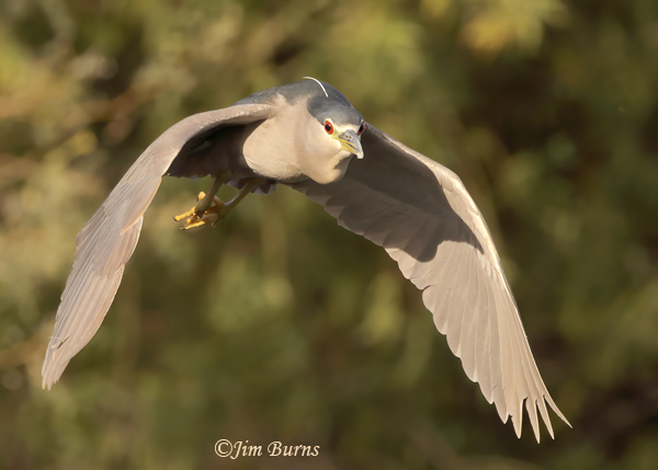 Black-crowned Night-Heron wing silhouette of bill and full crop--1105