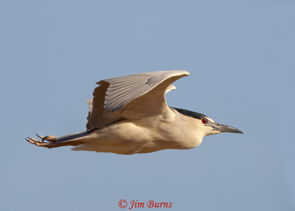 Black-crowned Night in flight--2587