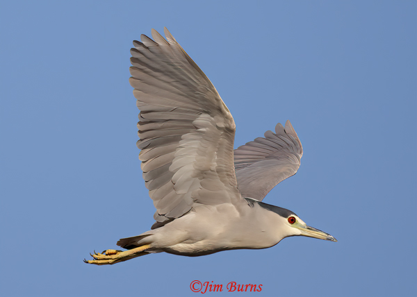 Black-crowned Night-Heron upstroke--8982