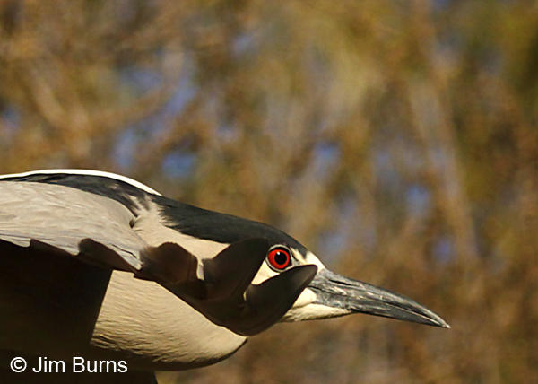 Black-crowned Night-Heron red eye