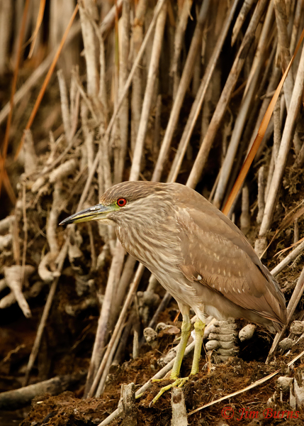 Black-crowned Night-Heron juvenile camouflage--3185