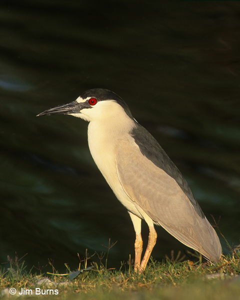 Black-crowned Night-Heron adult protrait