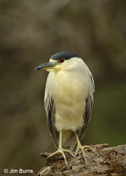 Black-crowned Night-Heron adult