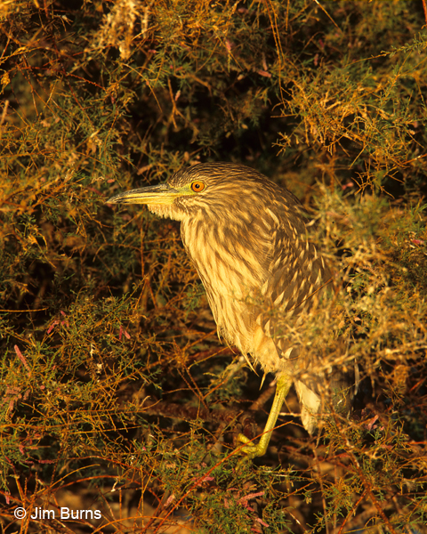 Black-crowned Night-Heron juvenile at sunrise