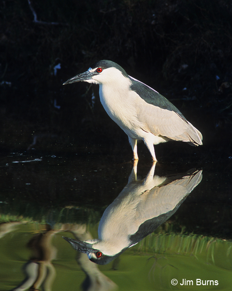 Black-crowned Night-Heron reflections