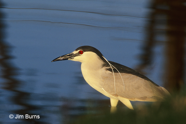 Black-crowned Night-Heron trolling for breakfast