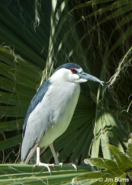 Black-crowned Night-Heron with injured bill