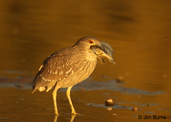 Black-crowned Night-Heron juvenile with fish