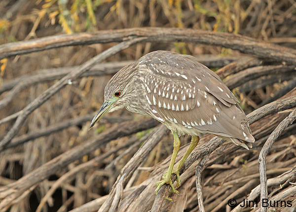 Black-crowned Night-Heron juvenile