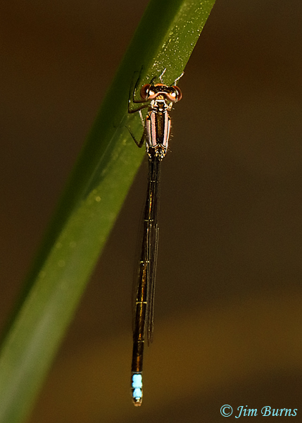 Black-fronted Forktail heteromorph female dorsal view, Pima Co., AZ, May 2020--2658