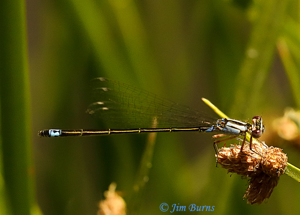 Black-fronted Forktail andromorph female, Pima Co., AZ, May 2020--2673