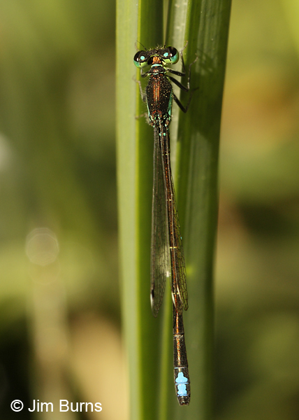 Black-fronted Forktail male, Maricopa Co., AZ, May 2012